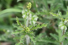 Tragia cannabina